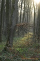 parcelle 47 forêt Indivise d'EU en Haute Normandie - paysages N° 4