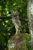 sur la pointe des griffes - oiseau N° 4