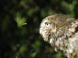 face à face - oiseau N° 4