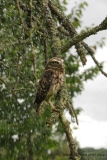 chouette chevêche sous la pluie - oiseau N° 4