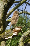 chouette chevêche en affût - oiseau N° 4