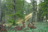 premiers rayons de soleil parcelle 53 - Paysages N° 5
