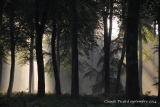 brumes d'automne - Paysages N° 5