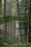 parcelle 45, futaie de hêtres forêt Indivise d'EU - Paysages N° 5