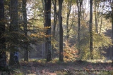 futaie de hêtre parcelle 53 - Paysages N° 5