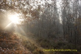 parcelle 315 forêt Indivise d'EU - Paysages N° 5