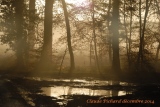 parcelle 430 en forêt d'EU - Paysages N° 5