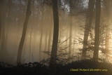 premiers rayons de soleil parcelle 53 - Paysages N° 5