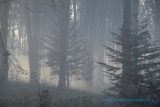 quand les sapins sortent de la brume. - Paysages N° 5