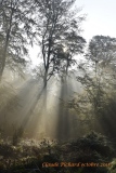 splendeur de la forêt d'EU - Paysages N° 5