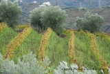 les vignes sur la vallée du douro au Portugal. - Portugal