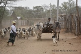 départ des chèvres pour broutter quelques brins d'herbes - MYANMAR mai 2015