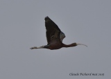 Ibis Falcinelle ( plegadis falcinellus ) - MYANMAR mai 2015