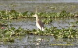 Crabier de gray ( Ardeola grayii ) - MYANMAR mai 2015