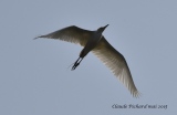 Aigrette garzette en vol - MYANMAR mai 2015