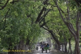 près de Mandalay. - MYANMAR mai 2015