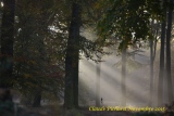 brumes d'automne en forêt d'EU. - paysages N° 6