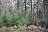 quand une forêt renait après la tempête. - paysages N° 6