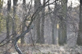 collier de perles - paysages N° 6
