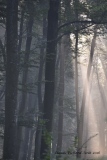 Brumes matinales - paysages N° 6