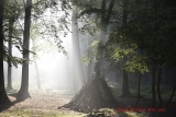 Lever de soleil en forêt d'EU - paysages N° 6